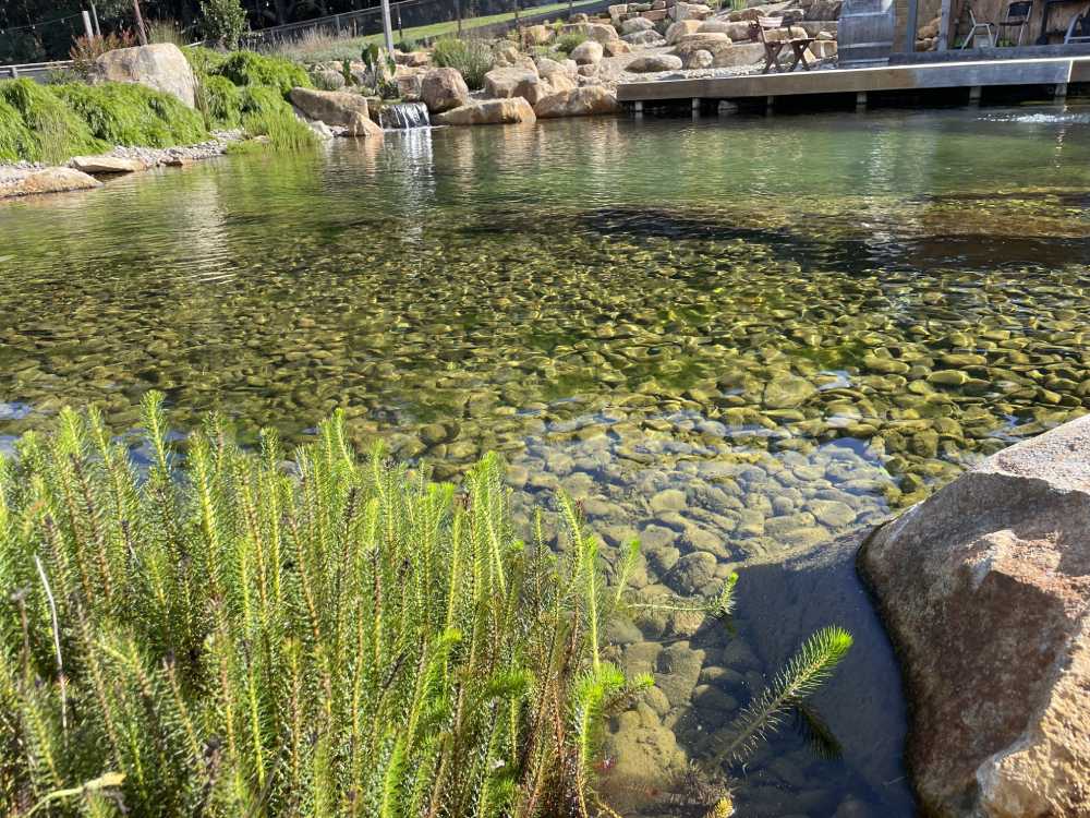 Medium sized Ecosystem Pond built by PCB Waterscapes